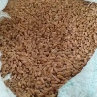 گندم چمران دو|عمده‌فروشی|رامشیر, |دیوار