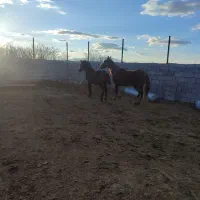 اسب|اسب و تجهیزات اسب‌سواری|گلپایگان, |دیوار