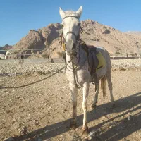 فروش مادیان دره شوری با مدرک