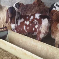 تعدادی بز نژاد دار فروش تا فردا فقط|حیوانات مزرعه|مهران (ایلام), |دیوار