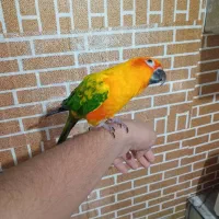 طوطی خورشیدی فول رام چلوندنی سخنگو|پرنده|کرمان, |دیوار