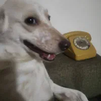 سگ نژاد اشپیتز