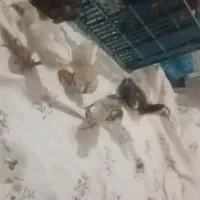 جوجه لاری اصیل افغان