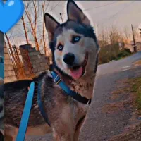 واگذاری هاسکی|سگ|لاهیجان, شهید آوینی|دیوار