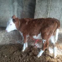 گوساله سیمینتال|حیوانات مزرعه|گنبد کاووس, |دیوار