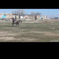 فروش مادیان کرد خالص