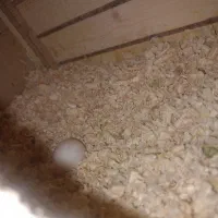 عروس هلندی نیمه اهلی ماده|پرنده|پیرانشهر, |دیوار