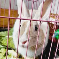 فروش فوری خرگوش