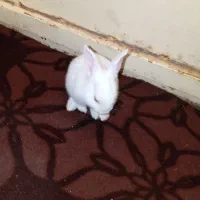 خرگوش گمشده|حیوانات|یاسوج, |دیوار