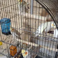 عروس هلندی تخم گذار