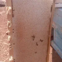 فروش عسل گون گز|عمدهفروشی|کوهرنگ, |دیوار