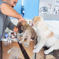 واگذاری دو قلاده سگ شناسنامه دار