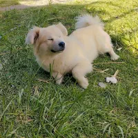 سگ گمشده|حیوانات|گلپایگان, |دیوار