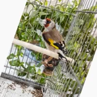 سهره دورگ‌ ماده آماده‌مخصوص جفتی‌**معاوضه