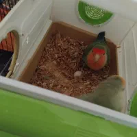 طوطی برزیلی|پرنده|گلستان (تهران), |دیوار