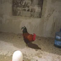 خروس محلی|حیوانات مزرعه|نوشهر, |دیوار