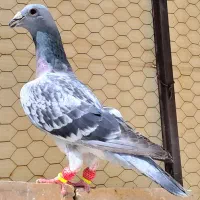 کرمونی سبز پولکی شامی کرمانی دورگ آلمانی پرشی بوم