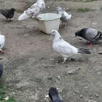 کفتر های بندرترکمن|پرنده|بندر ترکمن, |دیوار