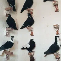 12کفتر سوراخ