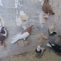 رنگی و دورگ پرشی