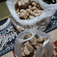 فروش دنبلان لکچه