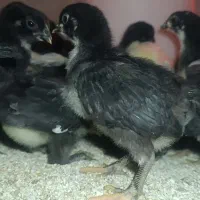 جوجه بلک استار و پلیموت دو هفته ای