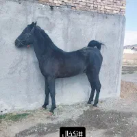 سیلمی کرد خالص