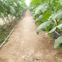 کارگر ساده یا کار آموز گلخانه ۲ نفر|استخدام صنعتی، فنی، مهندسی|جوادآباد, |دیوار