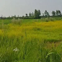 زمین-کشاورزی