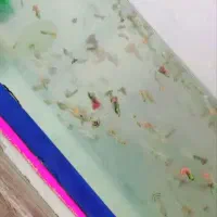 ماهی گوپی|ماهی|اردکان, |دیوار