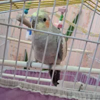 عروس هلندی با قفس