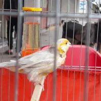 قناری ماده برای سهره