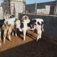 13راس گوساله نر و ماده سمینتال