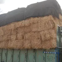 کلش درجه یک طلا