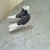 یک جفت کفتر دهن جور ابلغ سیاه تیکه پاره آس پرشی|پرنده|تهران, والفجر (افسریه)|دیوار