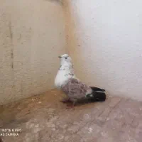 کبوتر تهرانی نر|پرنده|پرند, فاز ۵|دیوار