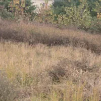 فروش زمین مزروعی چسبیده مسکونی|فروش زمین و ملک کلنگی|واجارگاه, |دیوار