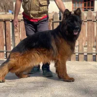 سگ ژرمن شپرد موبلند توله ماده