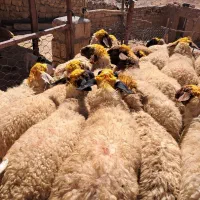 میش۰گوسفند ۰ درجه یک آنتیک