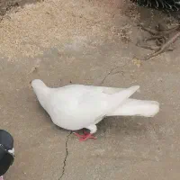 طوقی|پرنده|دهدشت, |دیوار