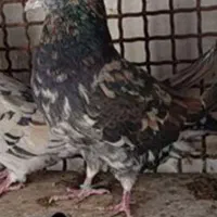 کبوتر گم شده