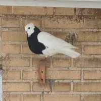 کبوتر طوقی|پرنده|جم, |دیوار