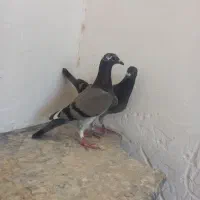 جوجه پلاکی