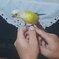 امریکن دایلوت