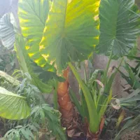 سرایدار برای باغ