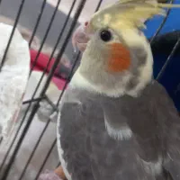 یک عدد عروس هلندی نر ۱۲۰۰