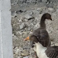 غاز|حیوانات مزرعه|بندر کنگان, |دیوار