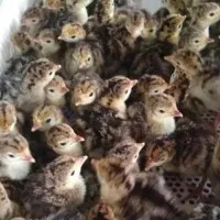 جوجه بوقلمون برنز انگلیسی یک روزه