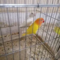 جفت طوطی برزیلی کارداده