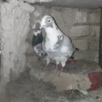 نرماده ابلغ